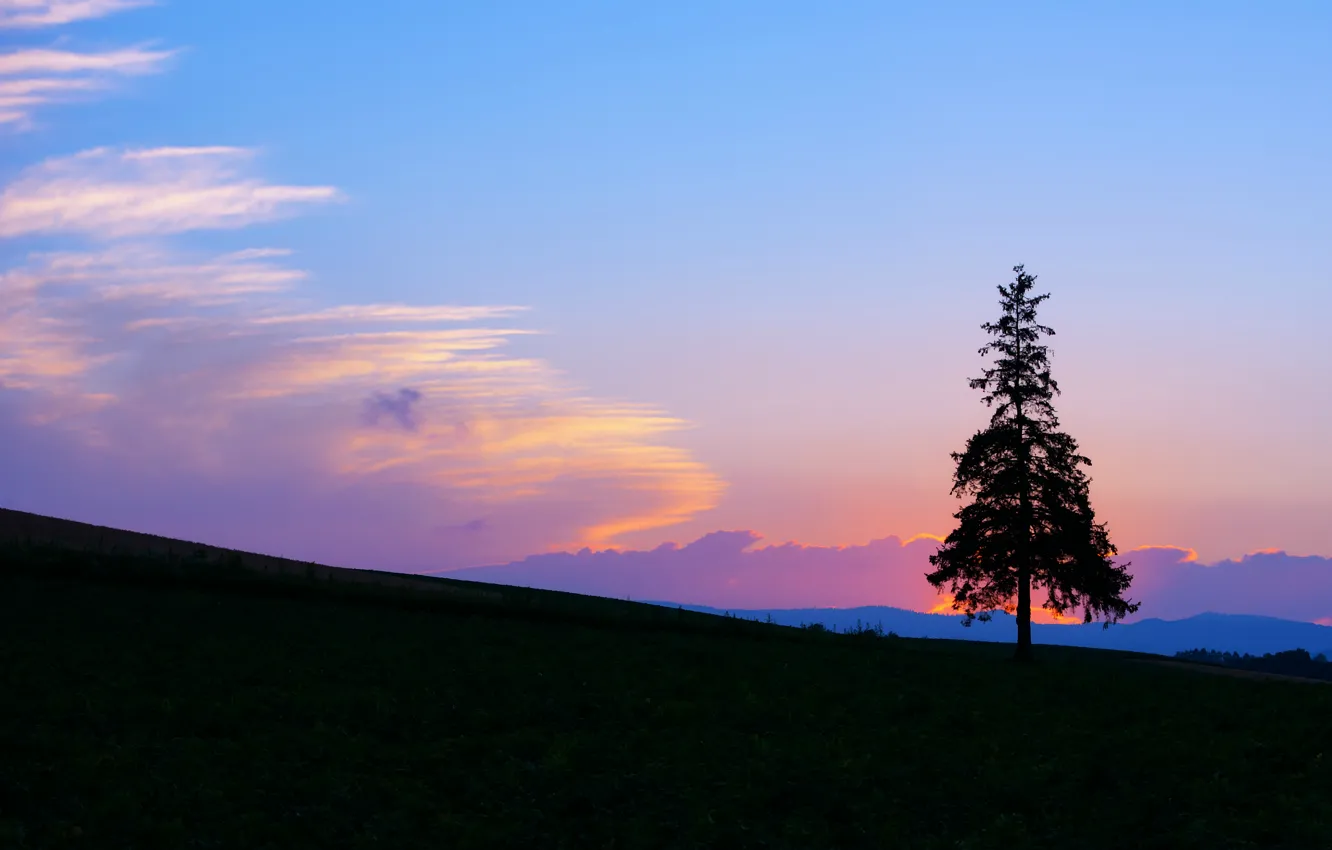 Фото обои поле, небо, облака, закат, яркий, дерево, голубое, Вечер, склон