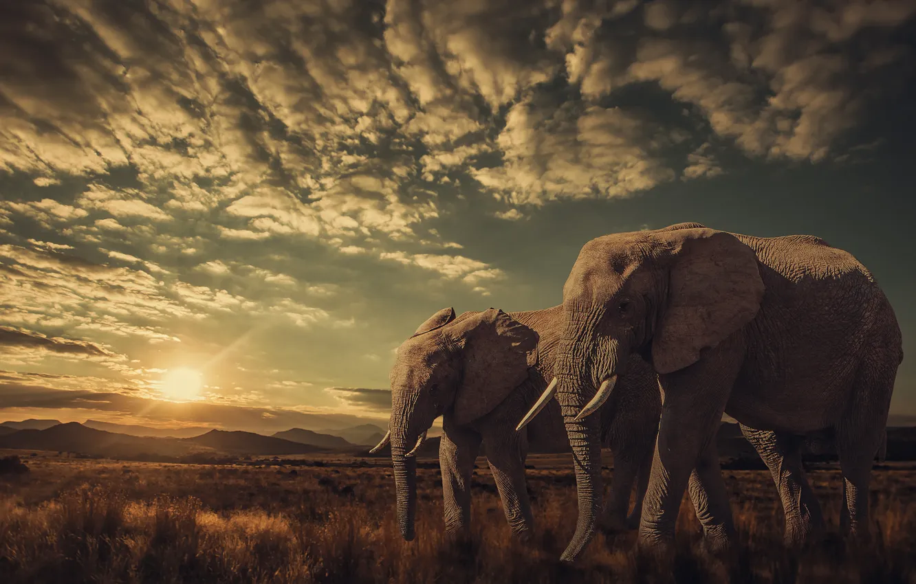 Фото обои закат, природа, слоны. 