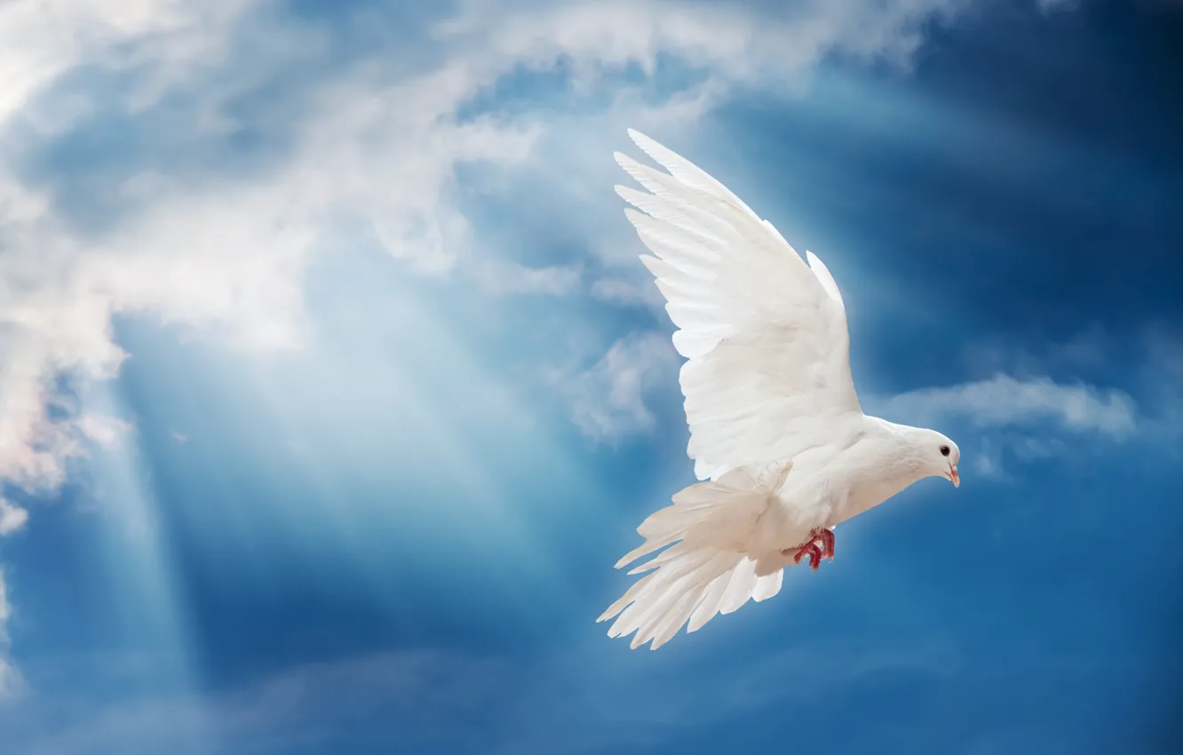 Фото обои небо, свет, птица, мир, white, peace, лучи солнца, sky, dove, pigeon, белый голубь, sunrays