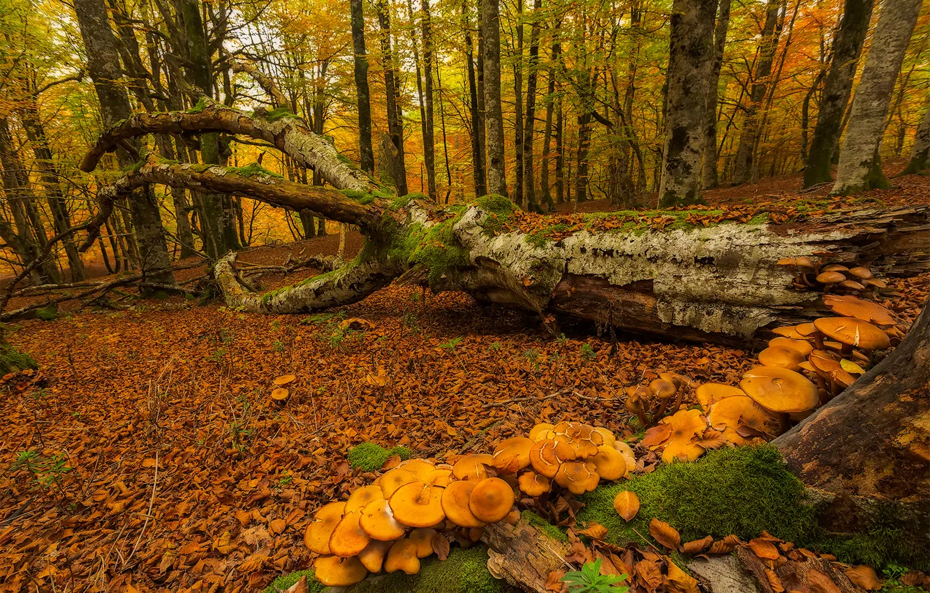 Фото обои осень, лес, деревья, грибы, мох, Испания, Страна Басков, Urabain