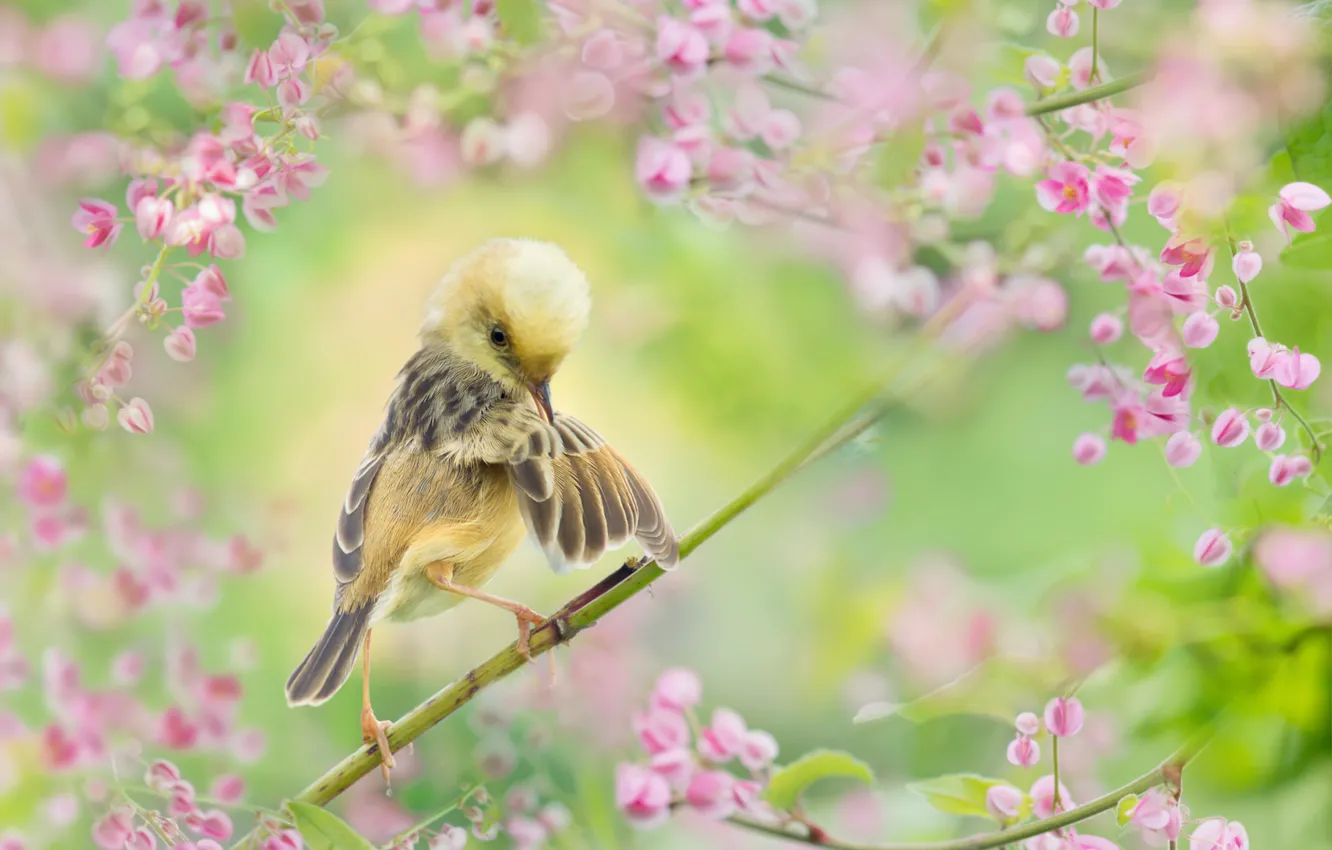 Яркая птичка на цветущей ветке