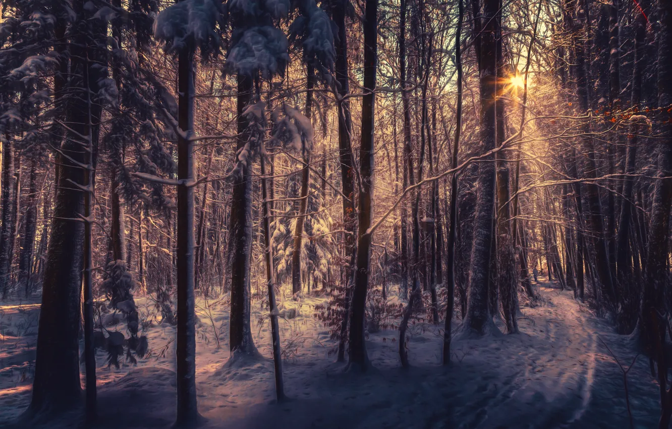 Фото обои зима, лес, снег, деревья, hdr, лучи солнца