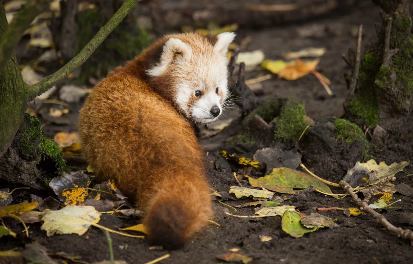 Фото обои взгляд, листья, красная панда, firefox, малая панда