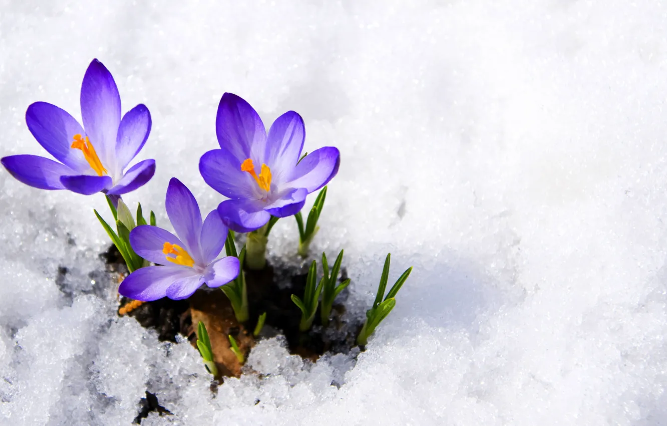 Фото обои фиолетовый, макро, снег, цветы, весна, крокусы, бутоны, flowers, ...