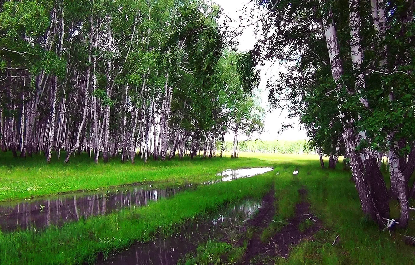 Фото обои лето, дождь, Лес, лужа