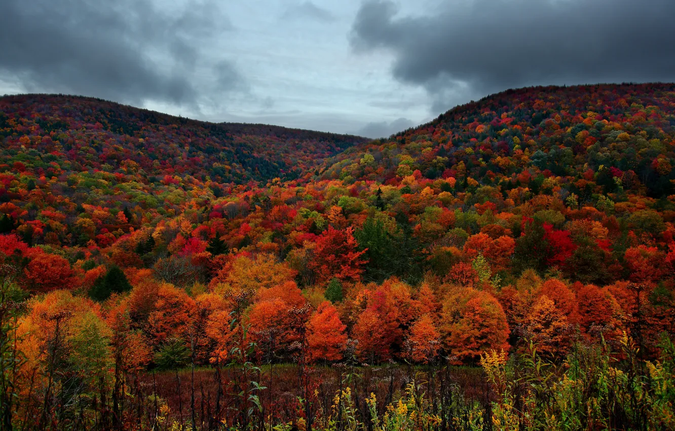 Фото обои лес, небо, деревья, горы, тучи, пасмурно, Осень