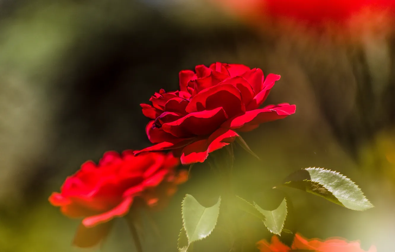 Фото обои роза, розы, боке