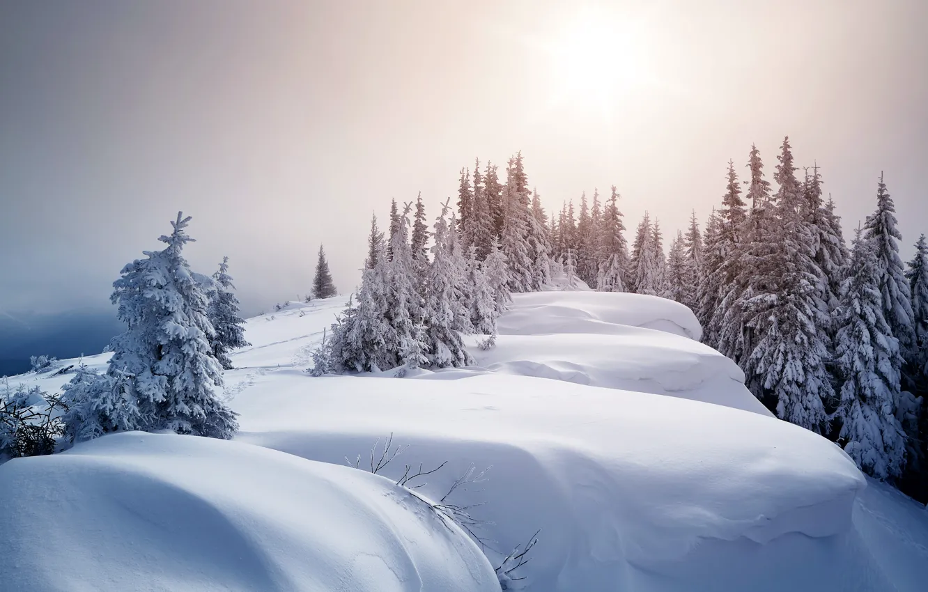 Фото обои зима, снег, деревья, ели, сугробы