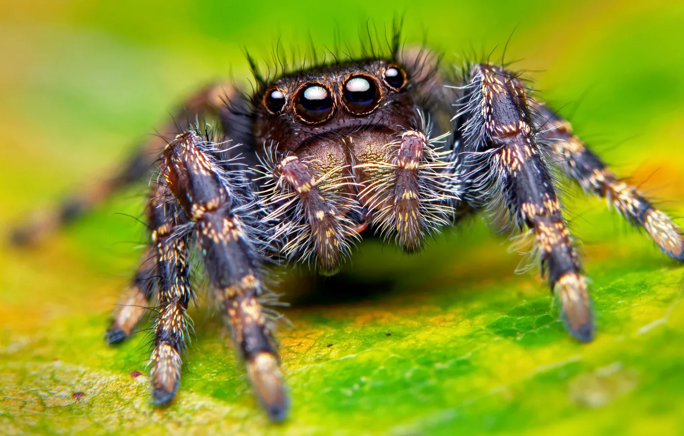 Фото обои глаза, макро, паук, лапы, spider, насекомое, eyes, macro, insect, paws
