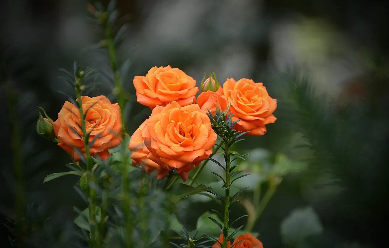 Оранж Розы Фото
