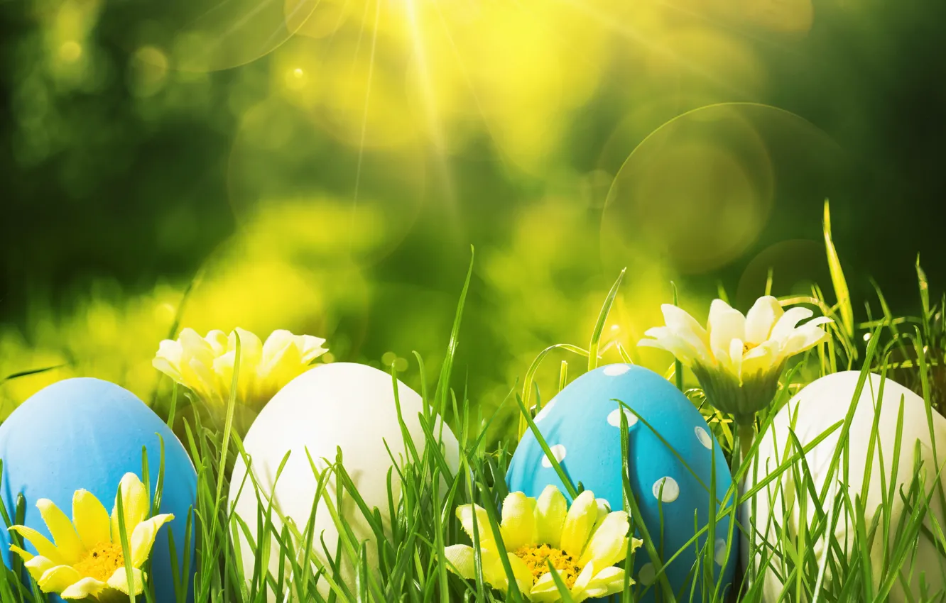 Фото обои цветы, яйца, весна, Пасха, flowers, spring, Easter, eggs, decoration, Happy