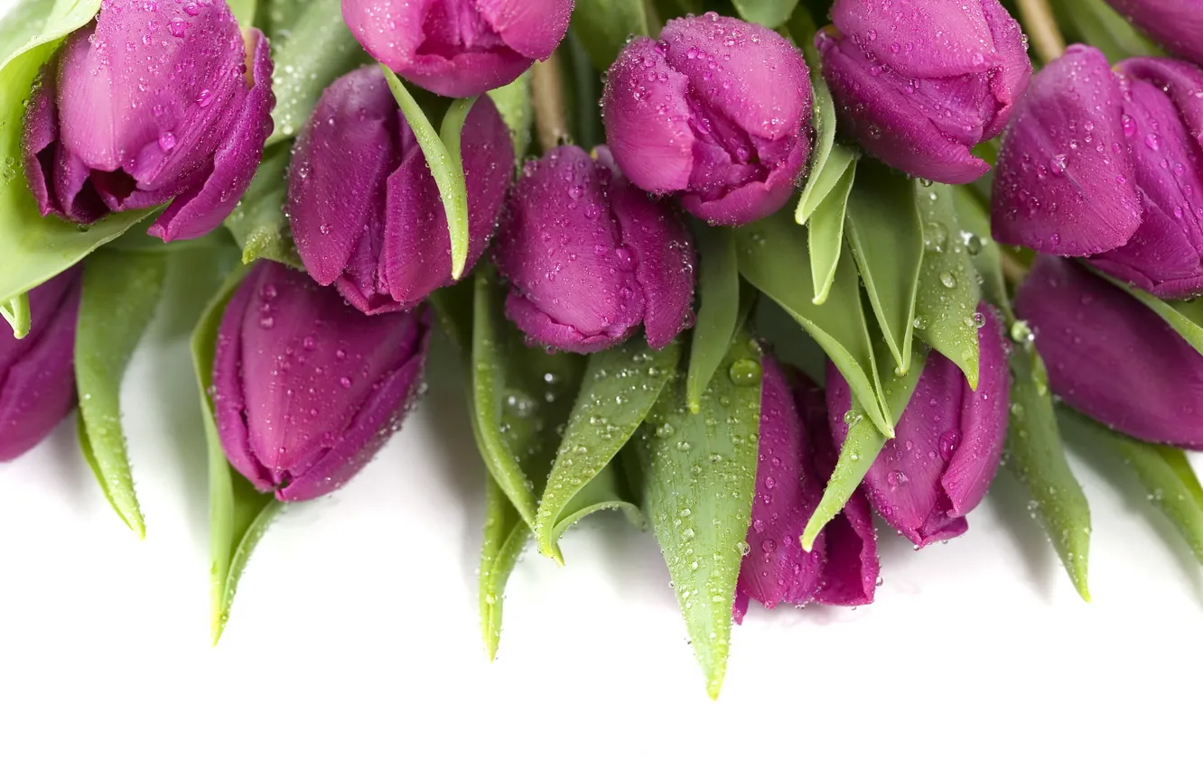 Обои капли, фиолетовые, тюльпаны, мокрые картинки на рабочий стол .