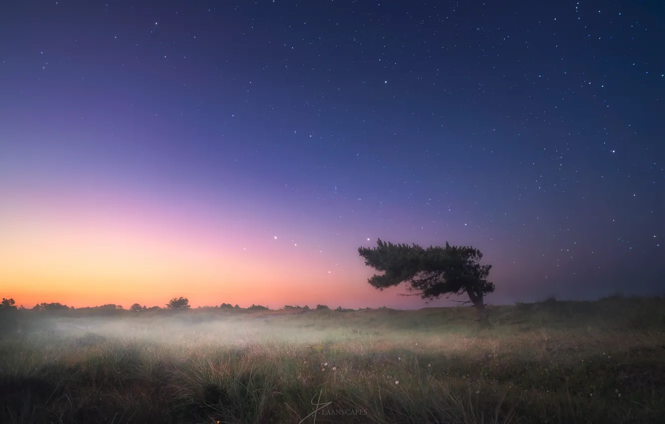 Фото обои звезды, ночь, туман, дерево, вечер, утро