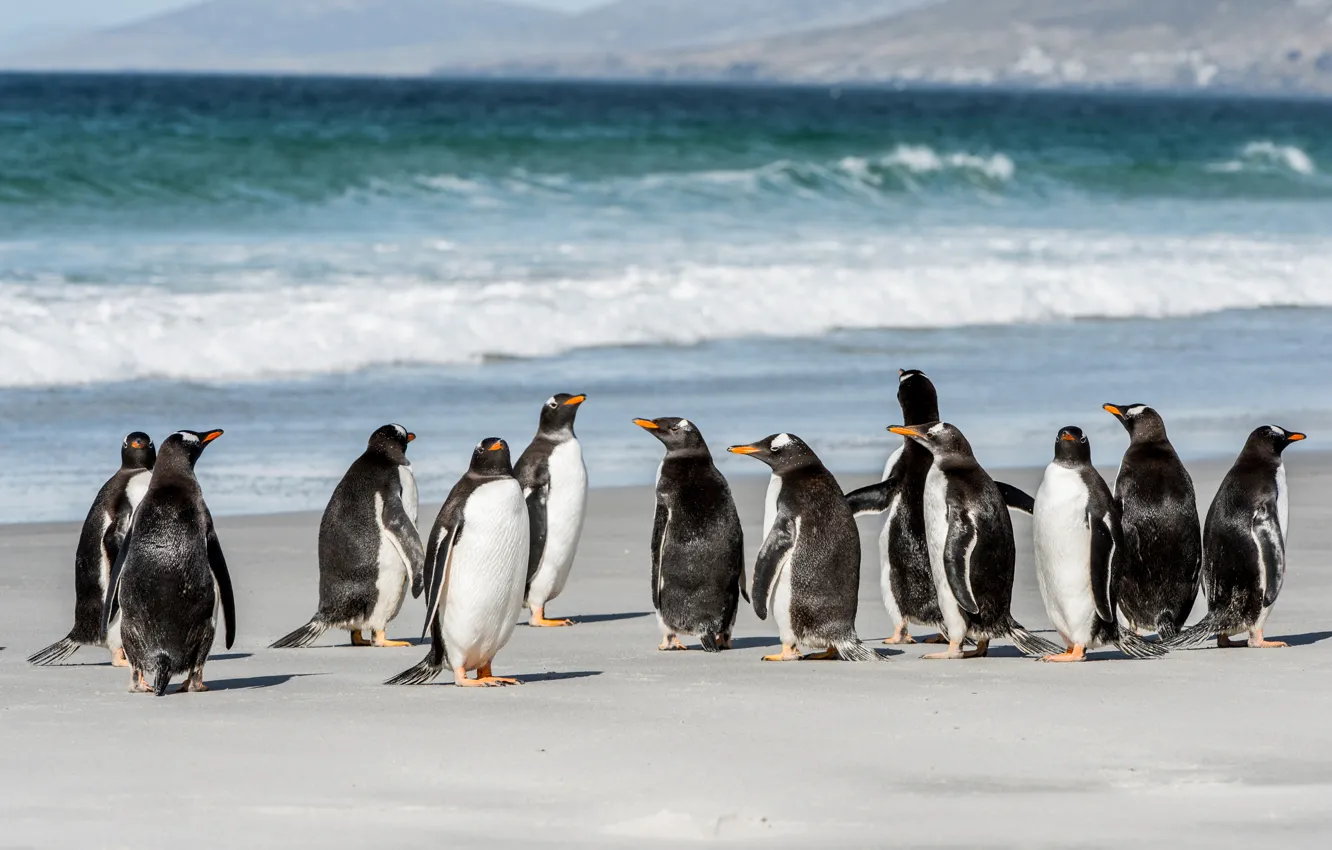 Фото обои море, побережье, стая, пингвины