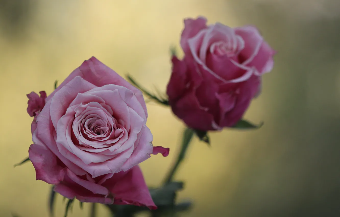 Фото обои макро, цветы, фото, розовая, роза, розы, размытость