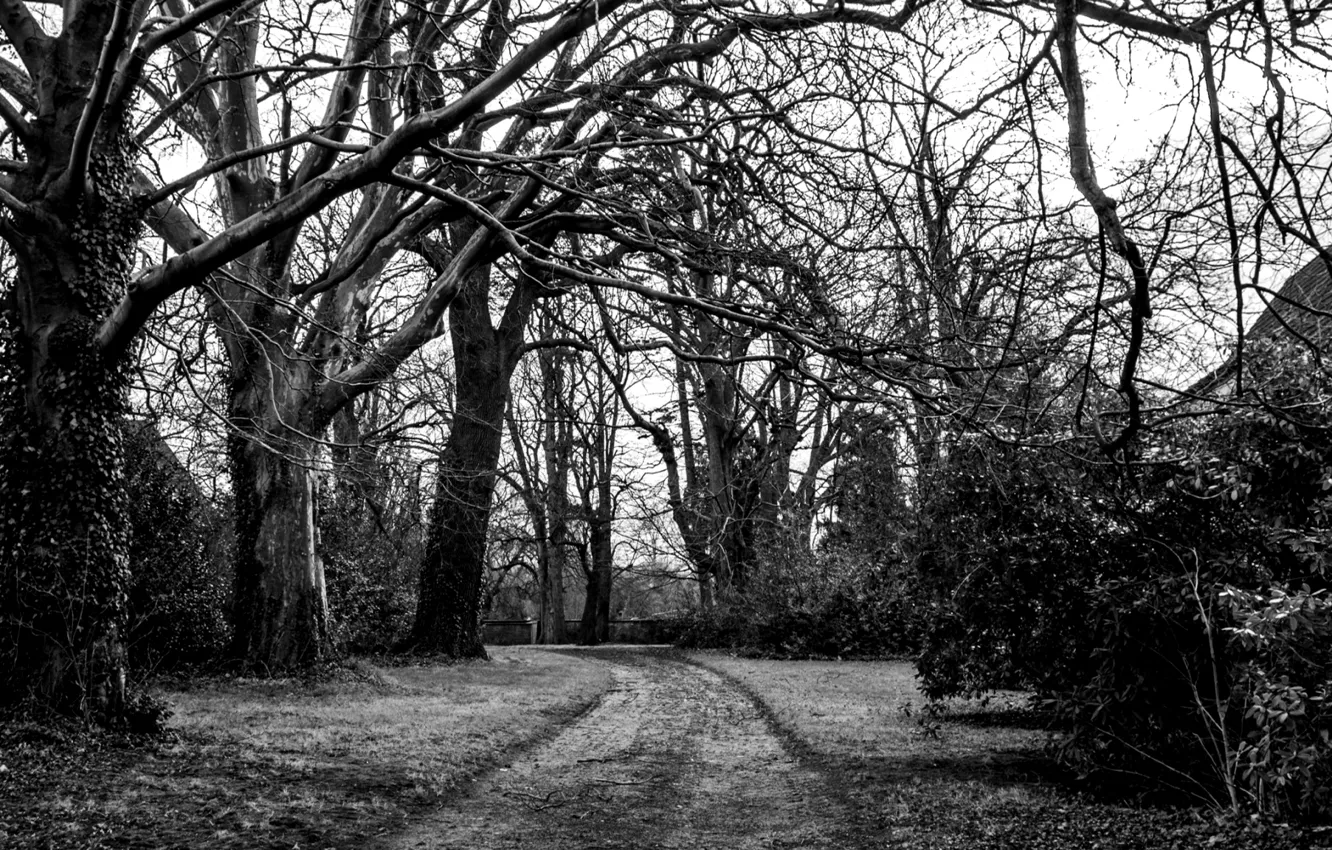 Фото обои дорога, деревья, ветки, природа, черно-белый, white, black, trees, nature
