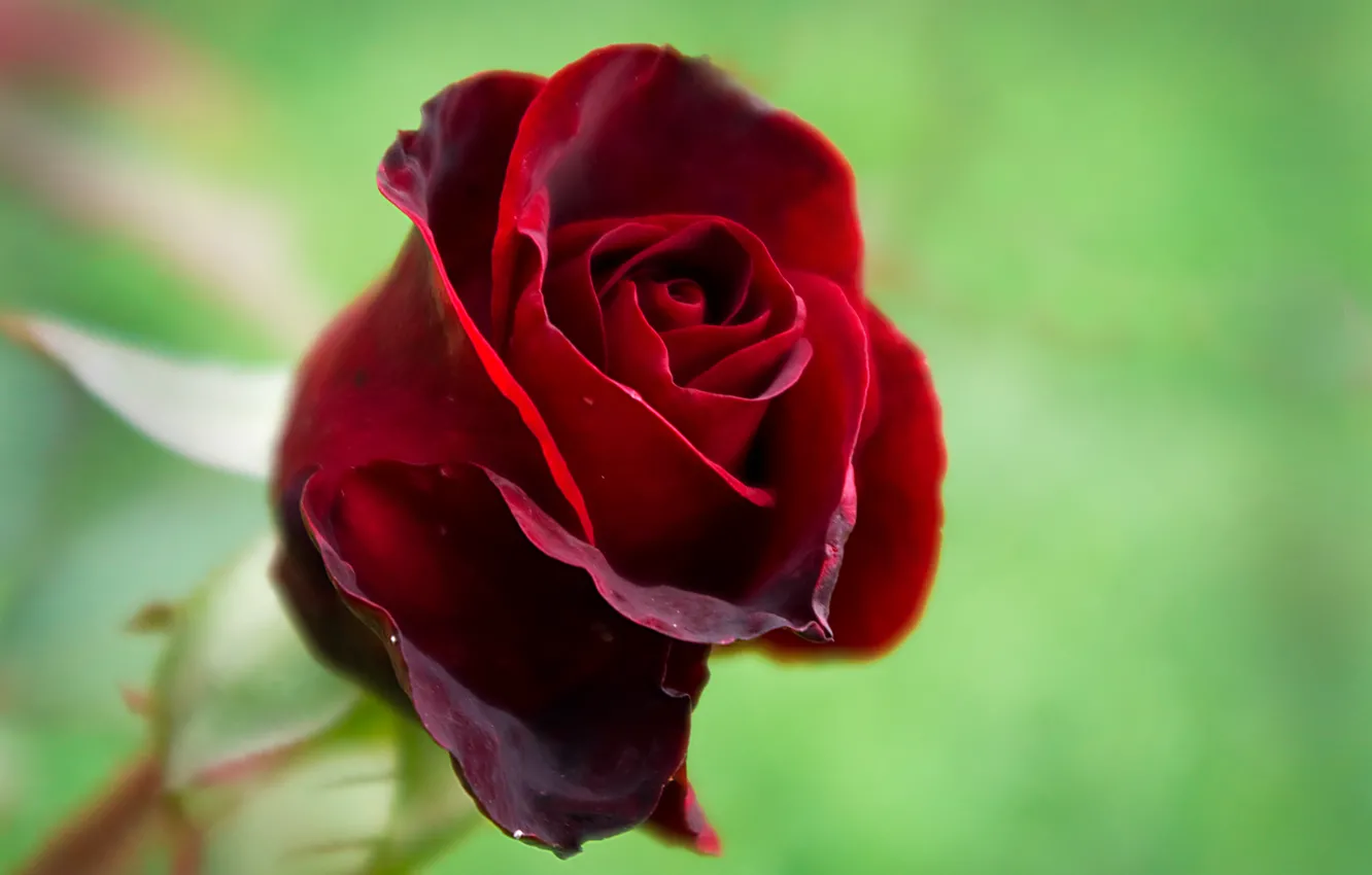 Фото обои красный, природа, роза, красота, флора