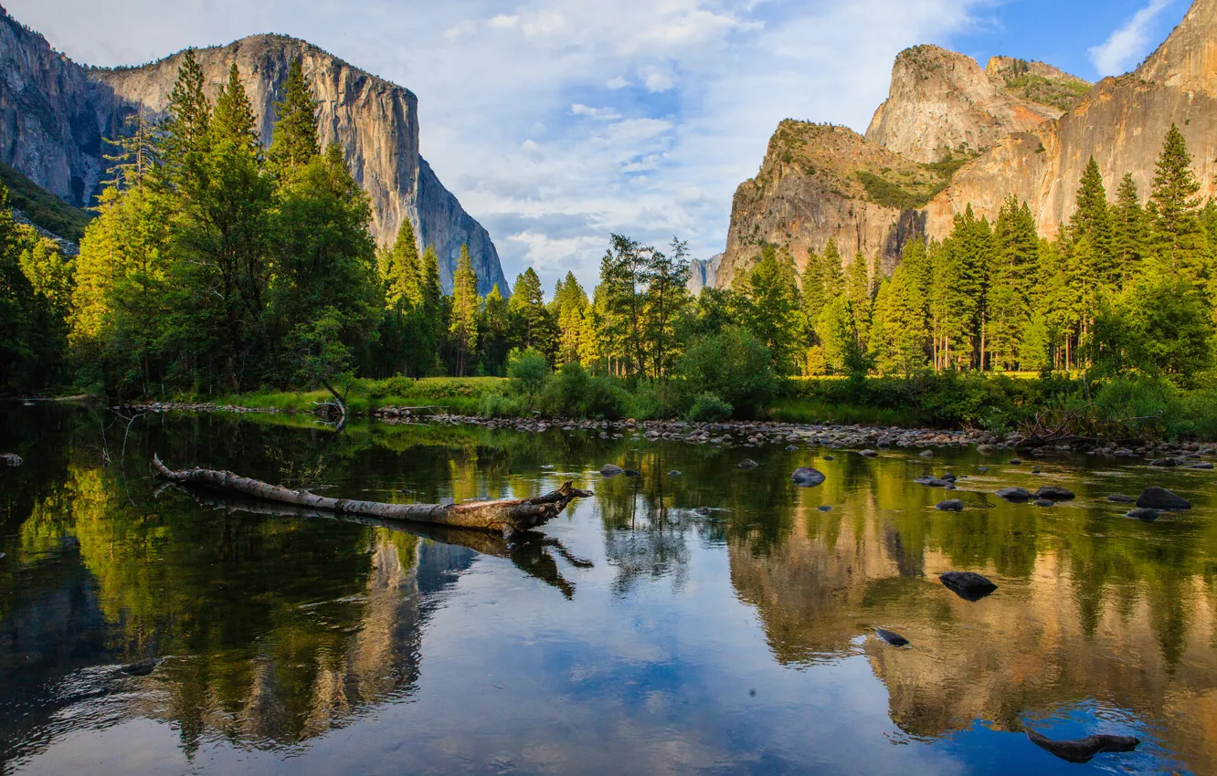 Фото обои лес, горы, река, камни, Калифорния, США, коряга, Yosemite National Park