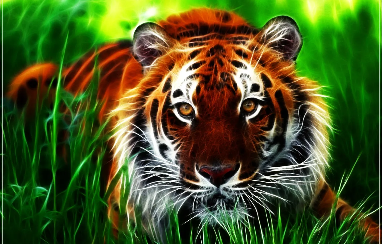 Фото обои взгляд, тигр, зверь