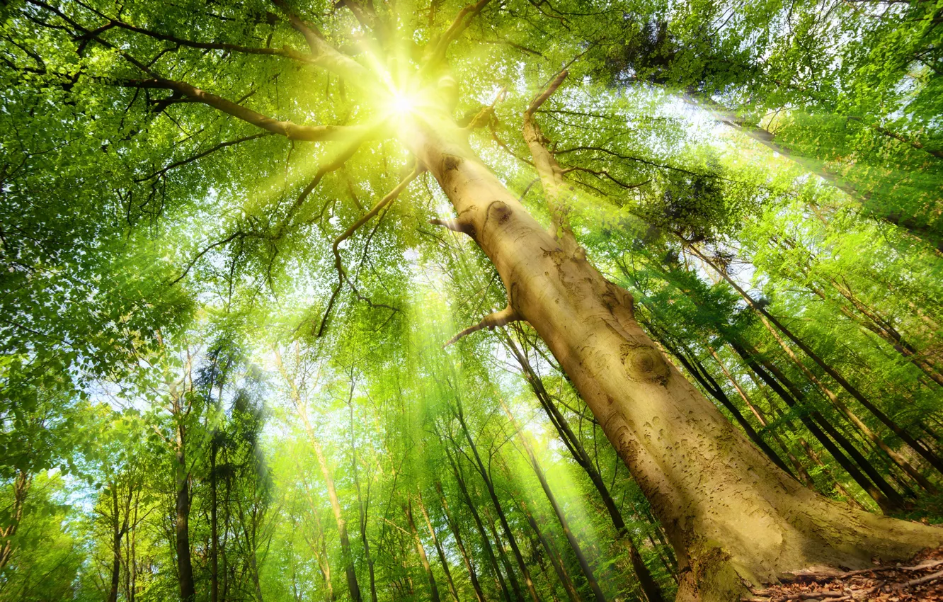 Фото обои лес, солнце, лучи, дерево