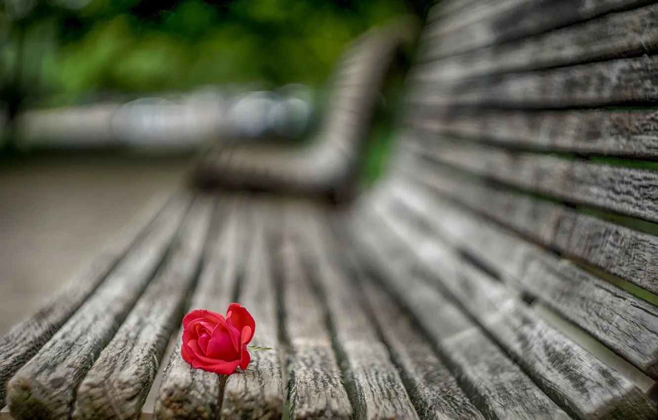Фото обои цветок, макро, скамейка, Роза, лепестки, размытость, лавочка, красная