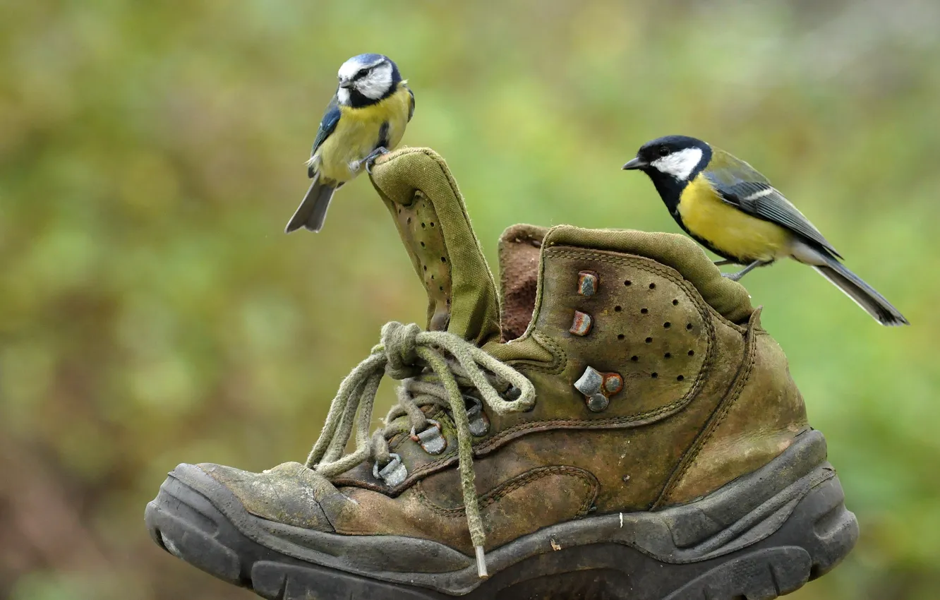 Фото обои птицы, пара, ботинок, синицы, башмак