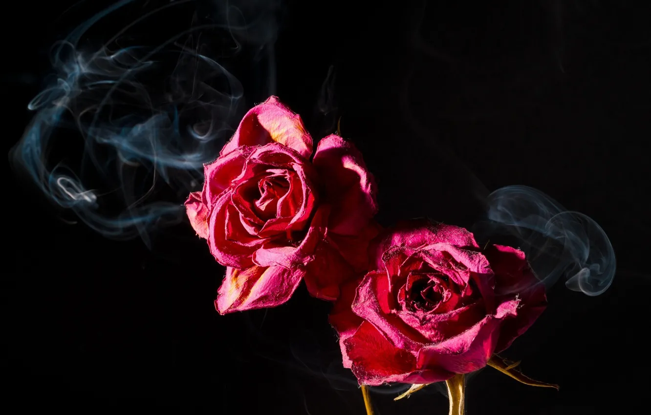 Роза в дыму живые обои