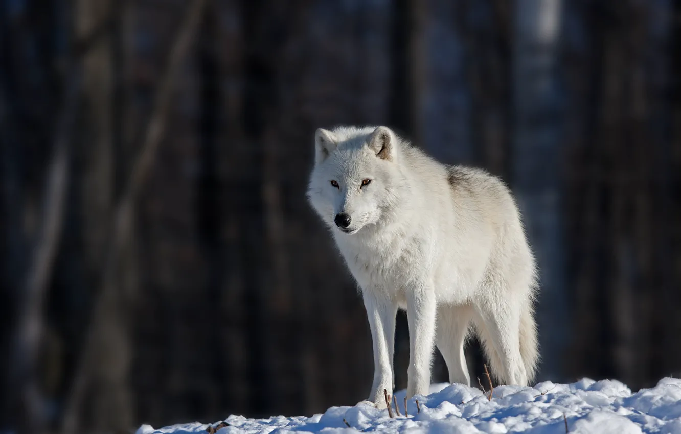 Фото обои глаза, снег, eyes, snow, боке, bokeh, белый волк, white wolf