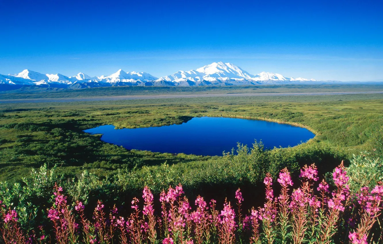 Фото обои снег, цветы, горы, озеро, степь, Аляска