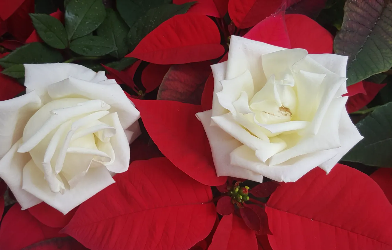 Фото обои розы, дуэт, белые розы, пуансеттия