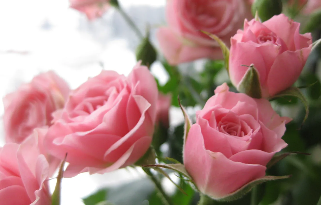 Роза Цветок Фото Скачать Букет