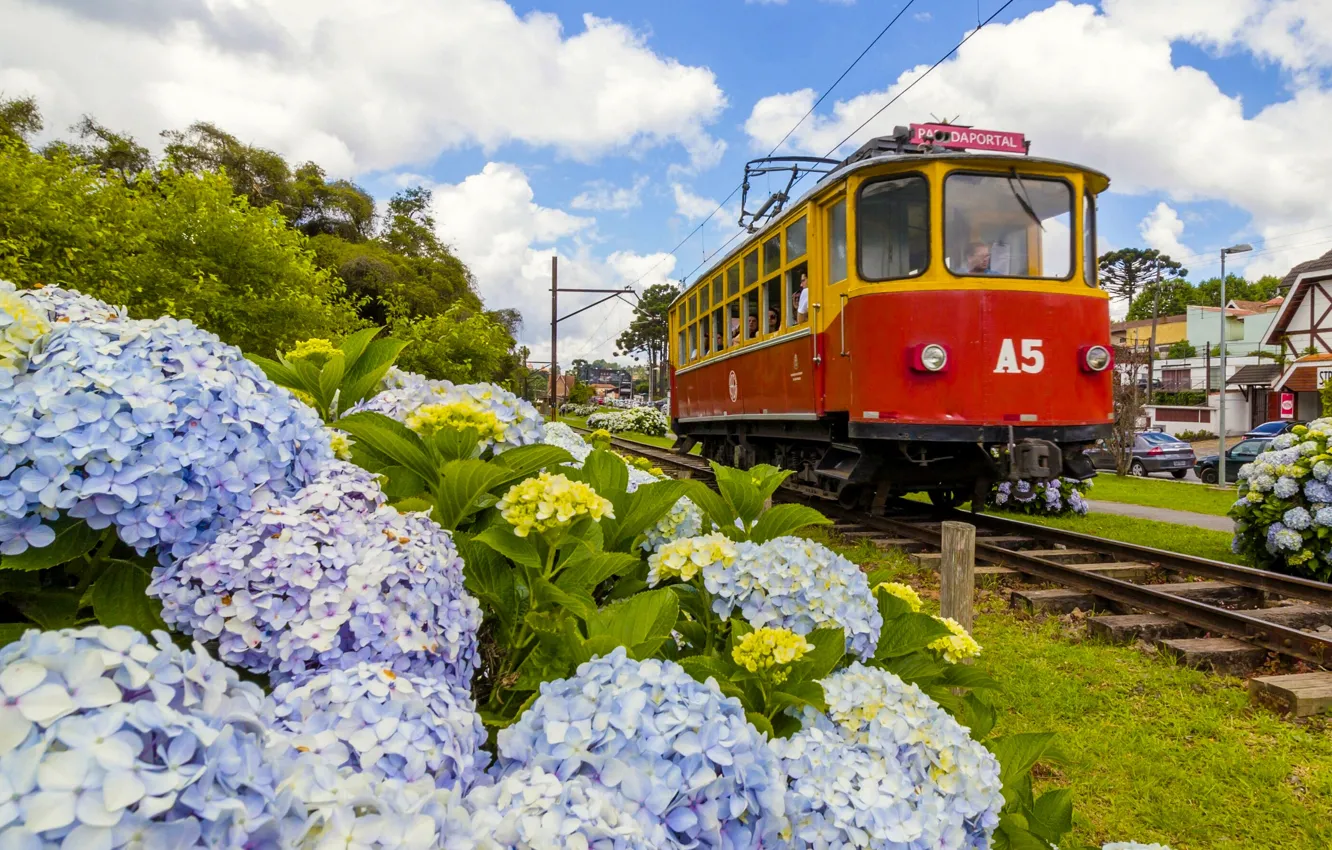 Фото обои цветы, трамвай, Бразилия, гортензия, Brazil, Кампус-ду-Жордау, Capivari Square, Campos Do Jordao