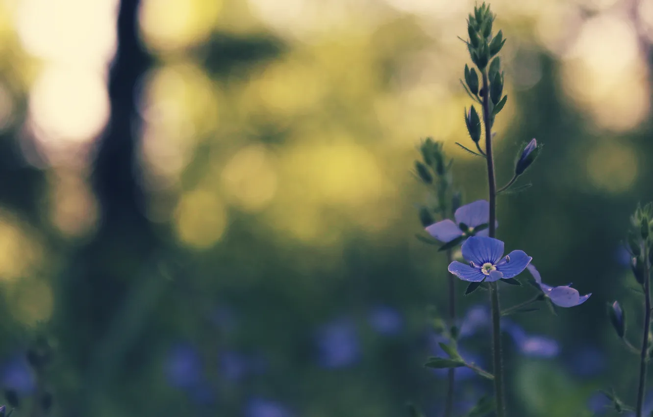Фото обои цветок, трава, синий, весна, боке