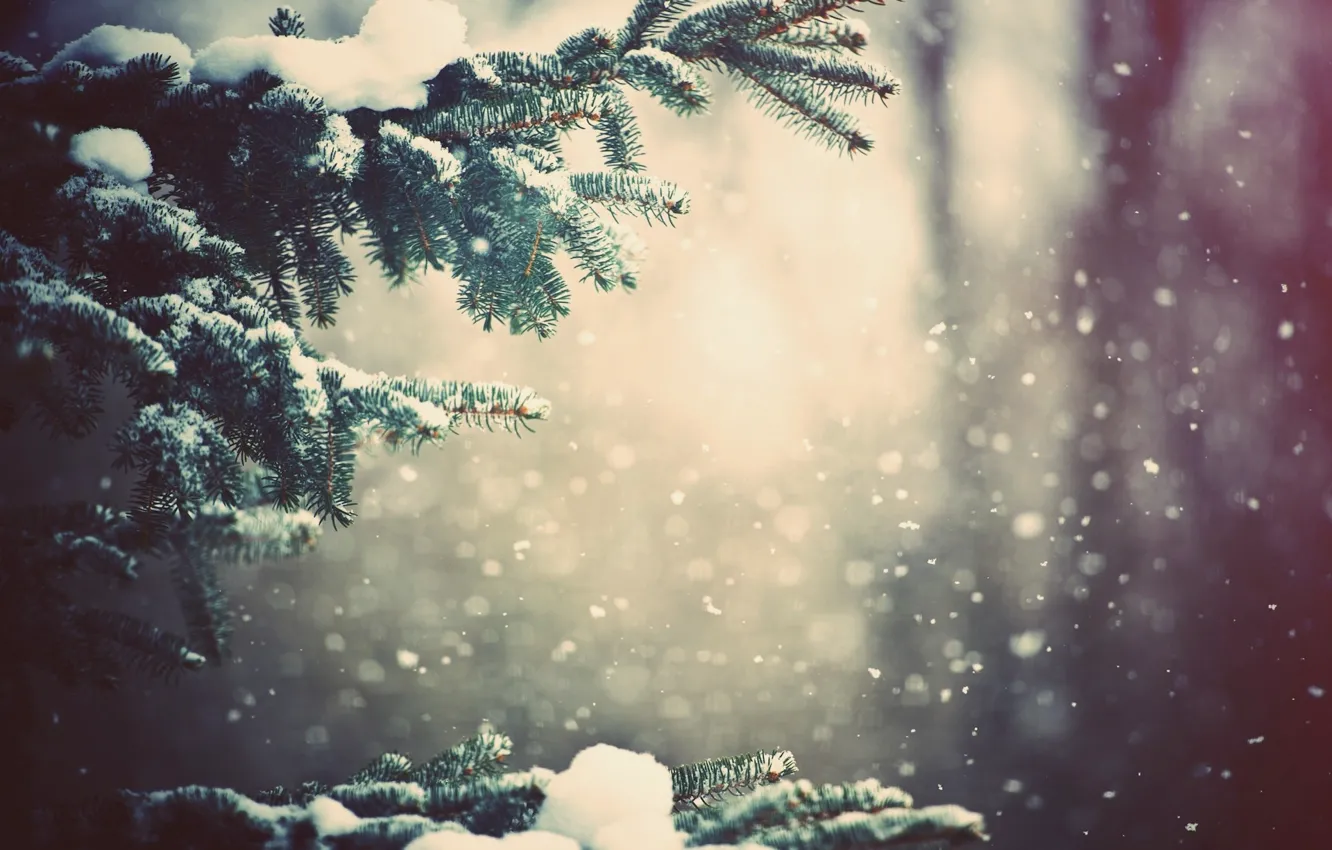 Фото обои зима, лес, снег, деревья, ветви, Природа, погода, wallpapers, cосны