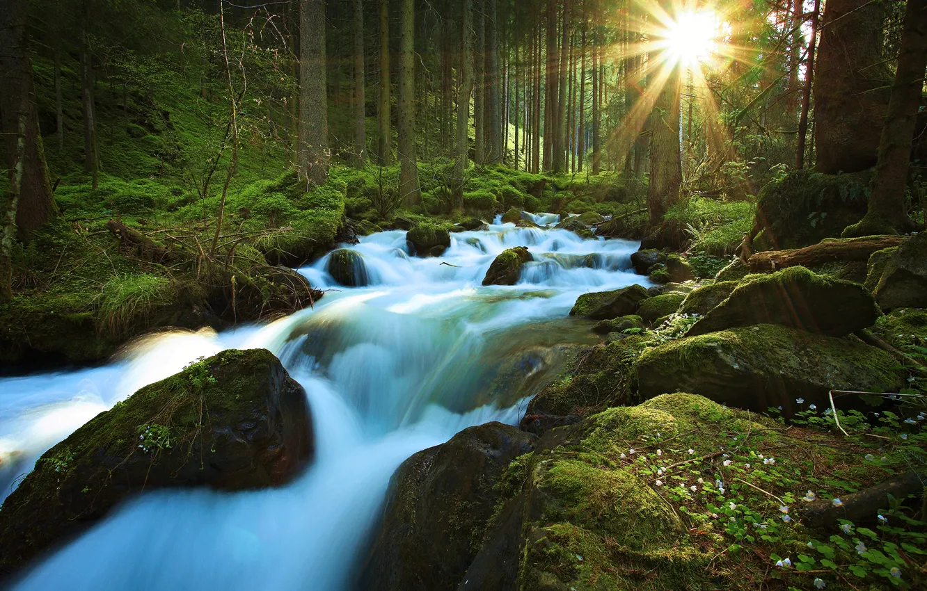 Фото обои лес, солнце, лучи, деревья, природа, река, ручей, камни, мох, потом