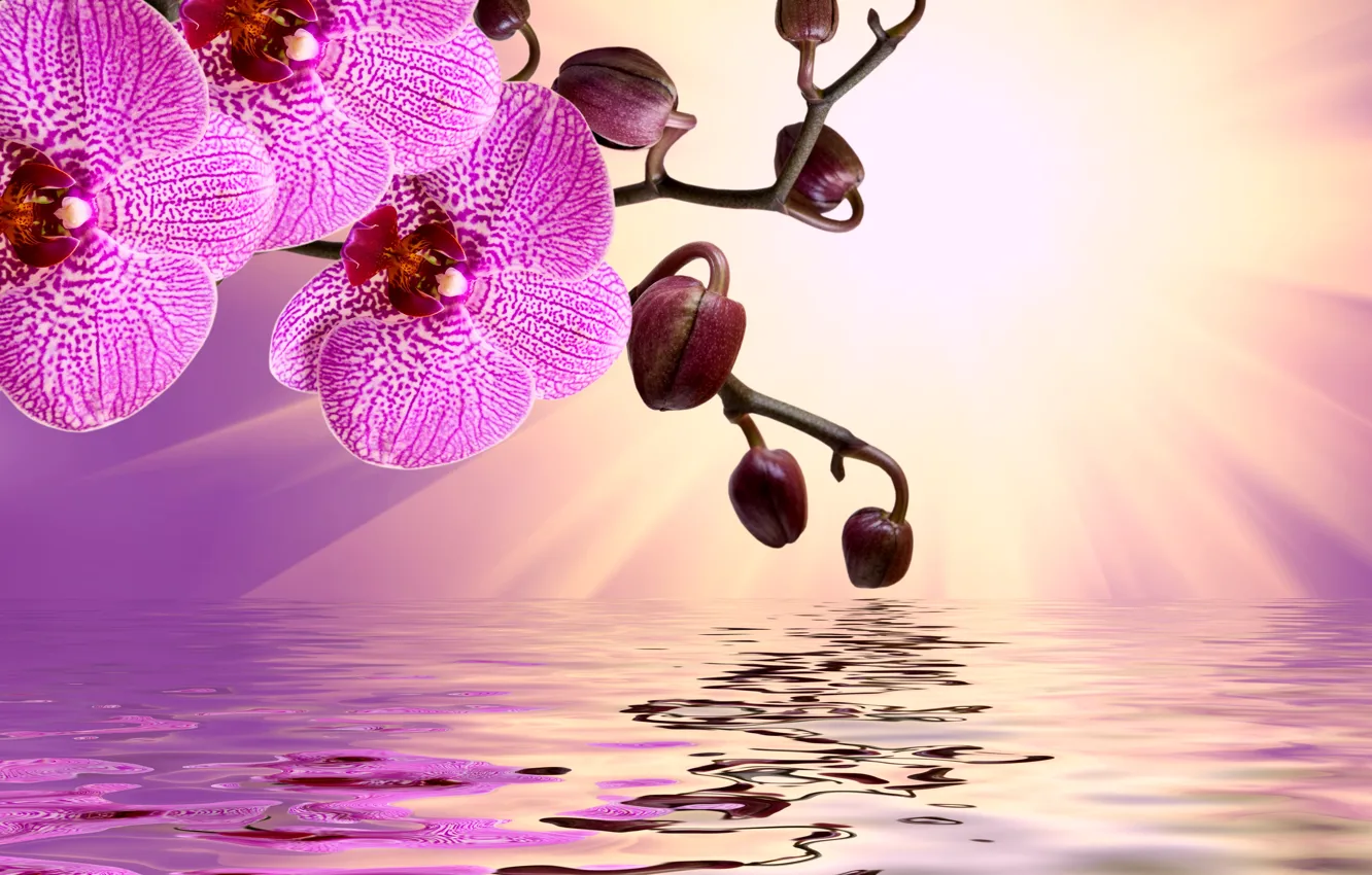 Фото обои цветы, sunshine, орхидея, pink, water, flowers, beautiful, orchid, reflection