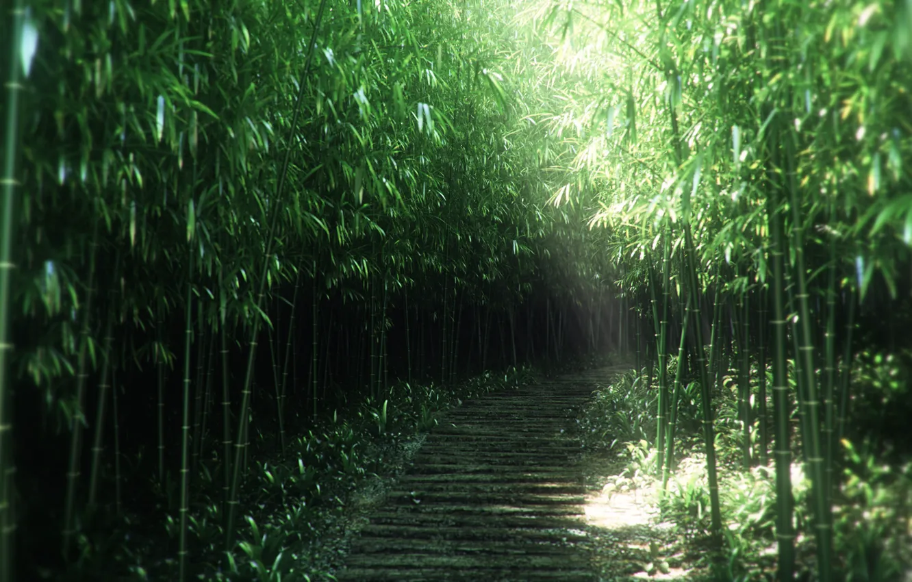 Фото обои природа, заросли, тропа, бамбук, арт, тропинка, солнечные лучи