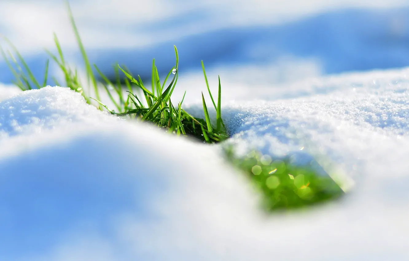 Фото обои трава, снег, весна