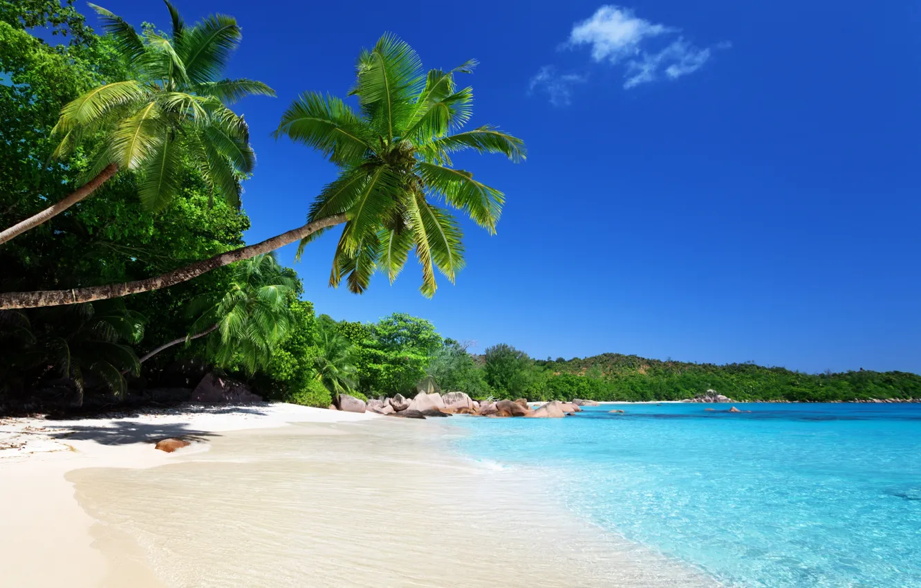 Фото обои песок, пляж, тропики, камни, пальмы, побережье