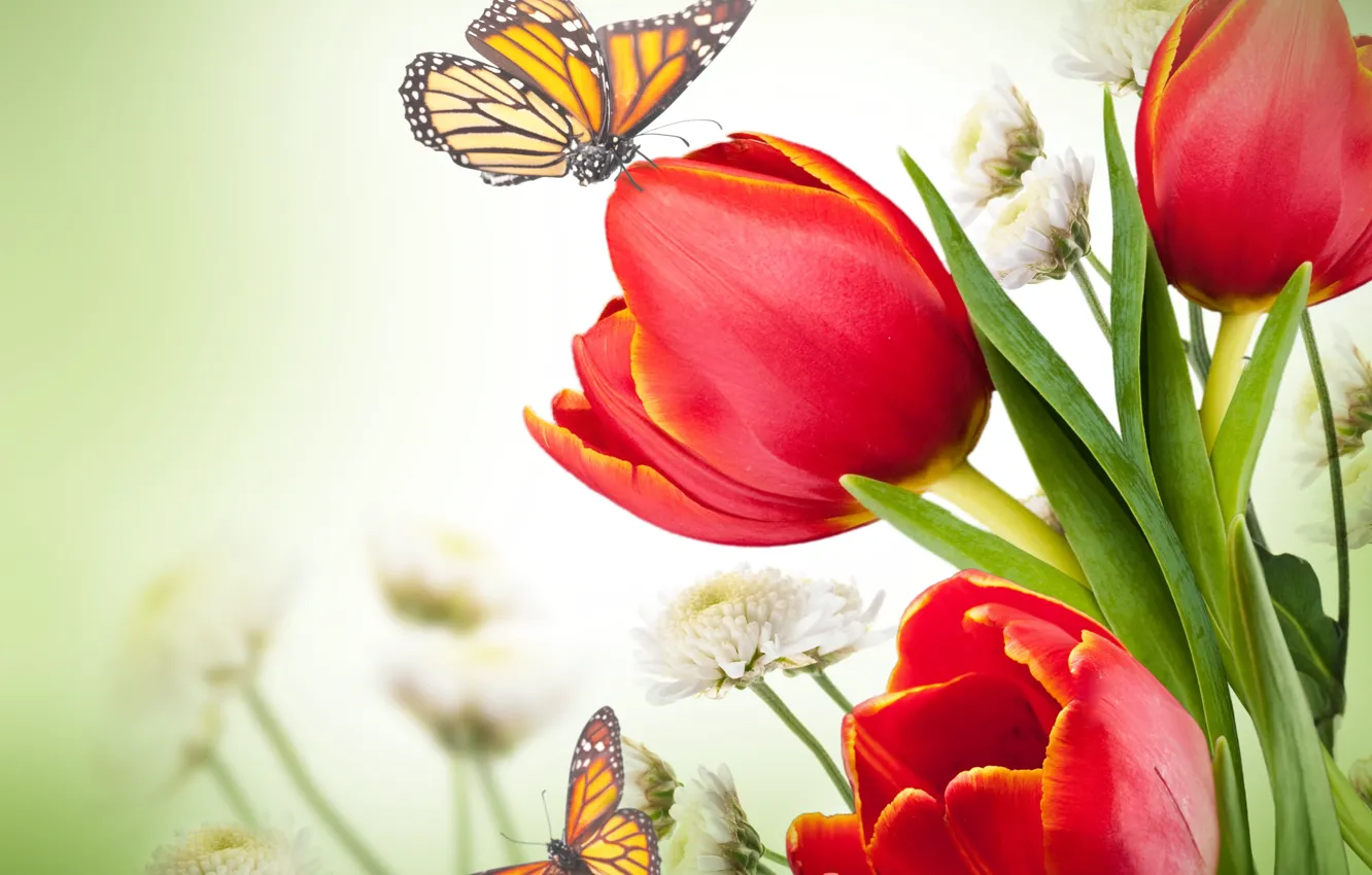 Фото обои бабочки, цветы, хризантемы, красные тюльпаны
