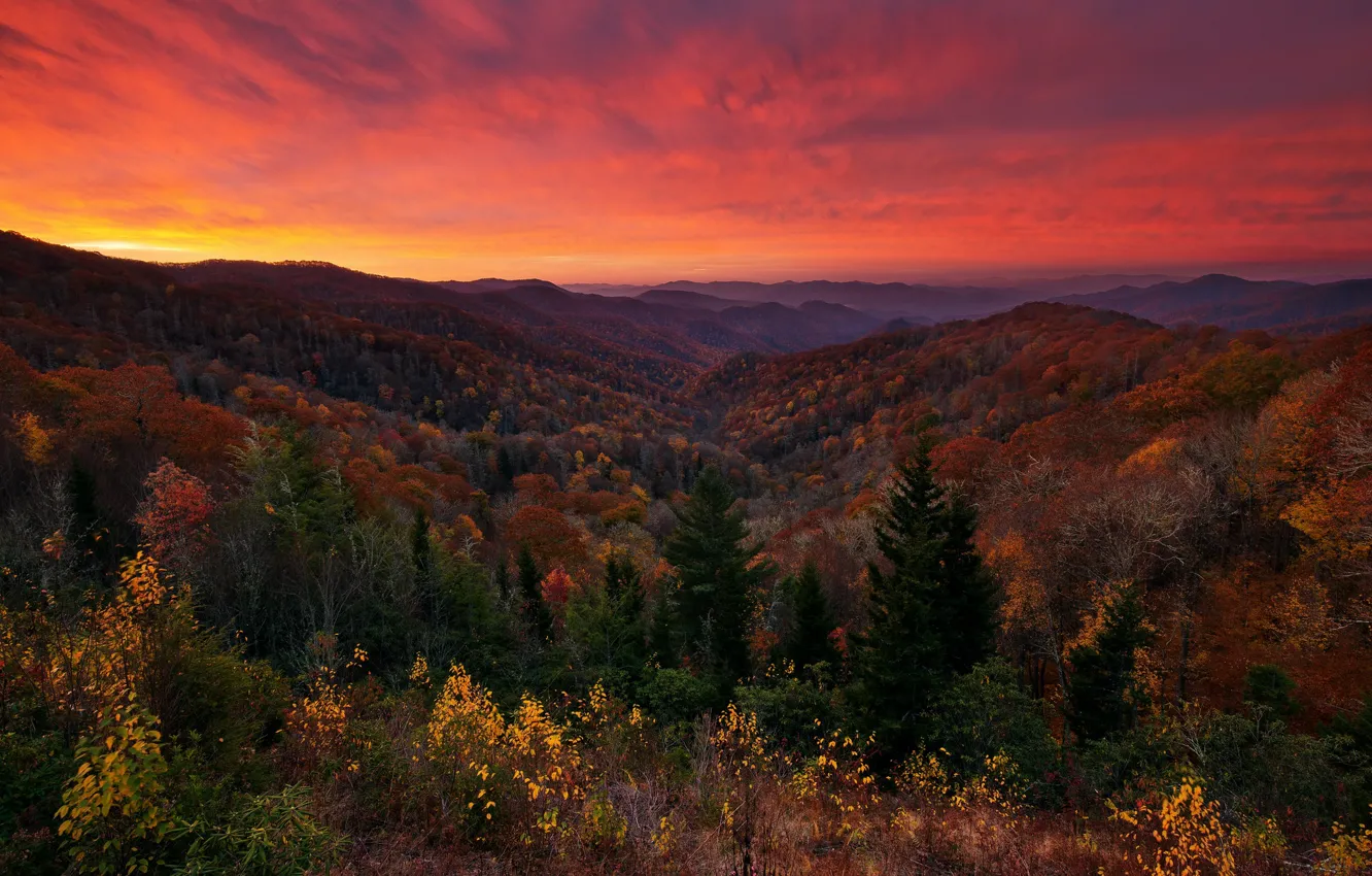 Фото обои осень, лес, небо, деревья, закат, краски