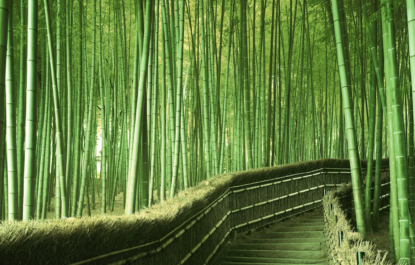 Фото обои зелень, бамбук, Япония