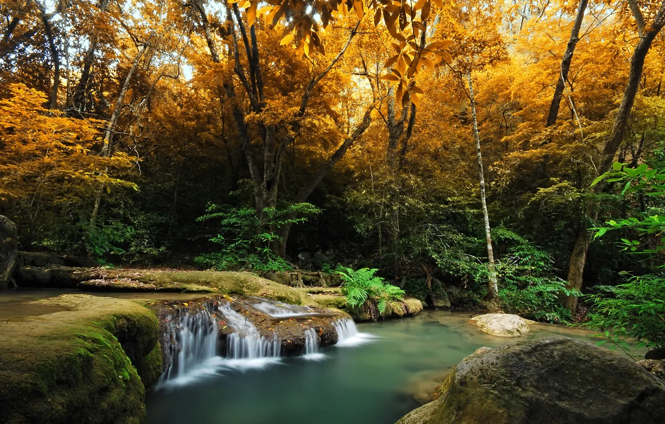 Фото обои осень, лес, деревья, ручей, водопад, мох, кусты