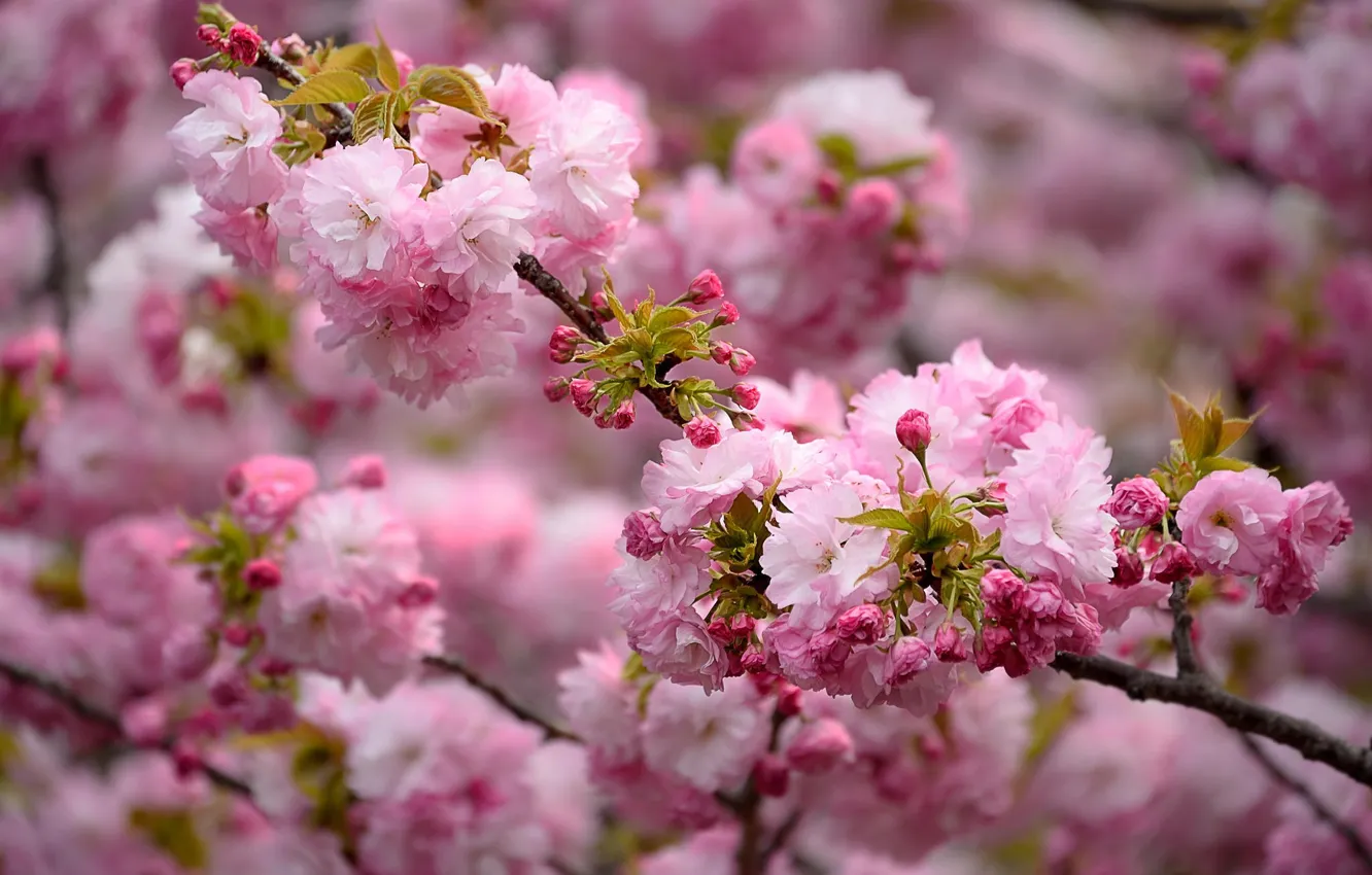 Фото обои природа, розовый, красота, ветка, весна, цветение