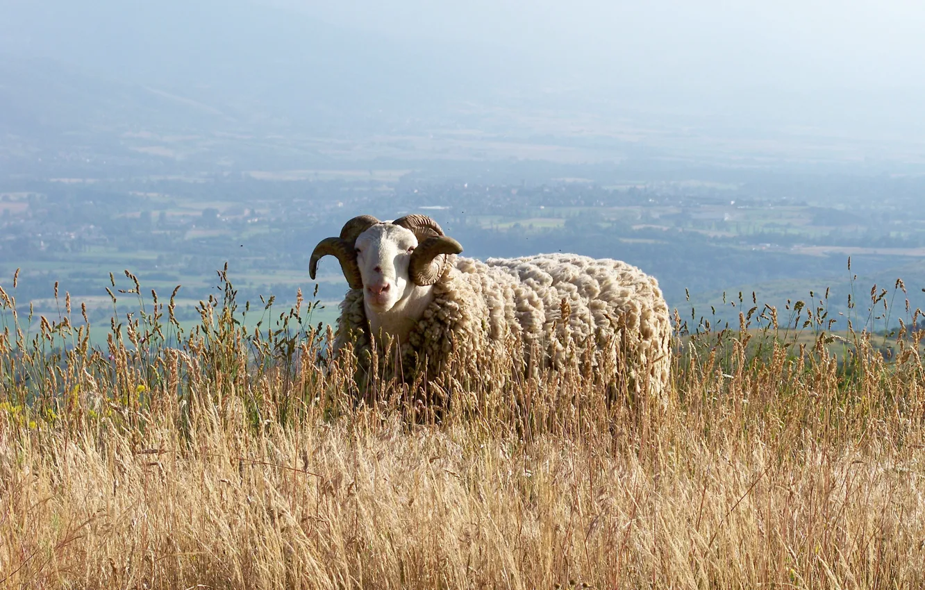 Фото обои pyrénes, bouc, mouton