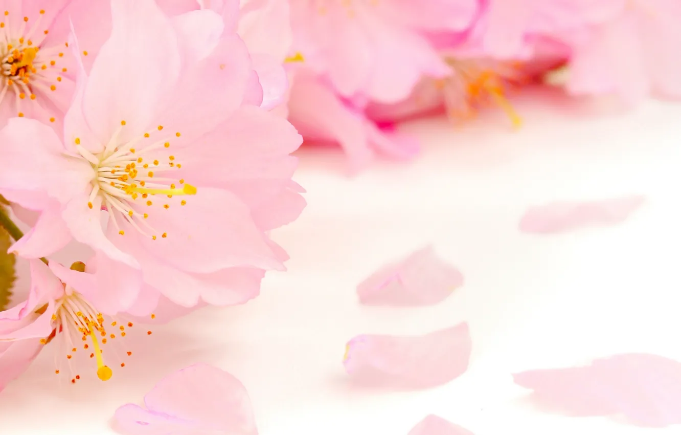 Фото обои цветы, красота, весна, лепестки, размытость, тычинки, нежные, розовые, яблоня, бутоны, цветение, pink, flowers, пестики, Spring, …
