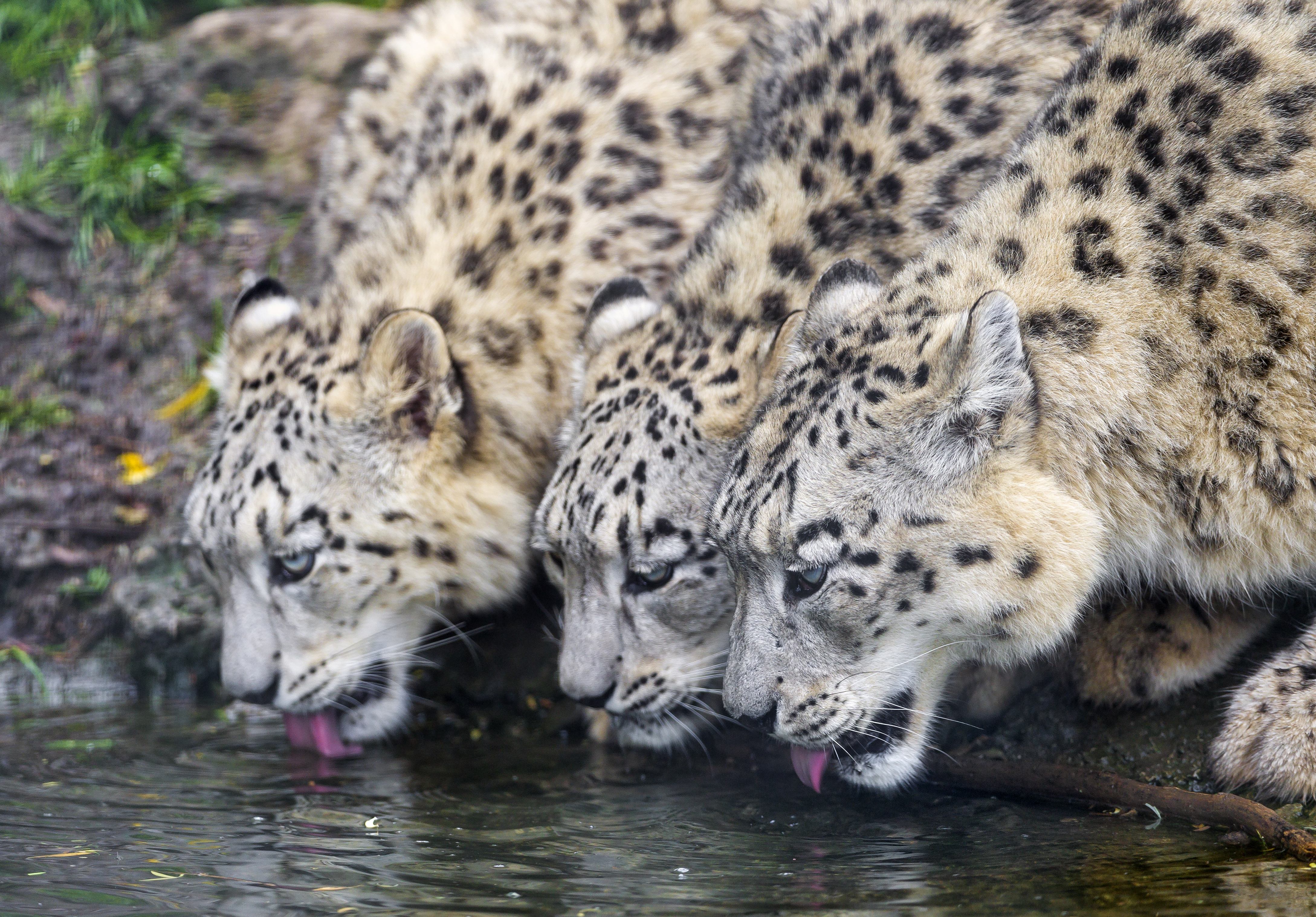 Animals org. Дальневосточный леопард стая. Леопард снежный Барс Ягуар. Звери на водопое. Леопард на водопое.